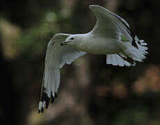 Ring-billed Gull