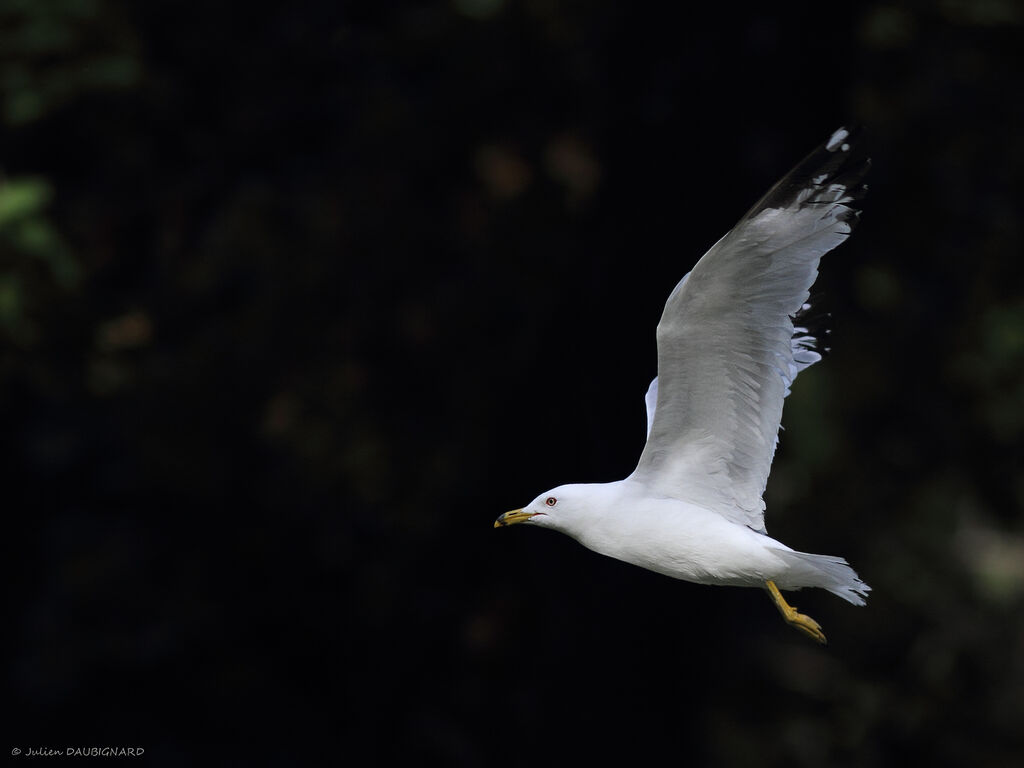 Ring-billed Gulladult, Flight