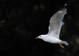 Ring-billed Gull