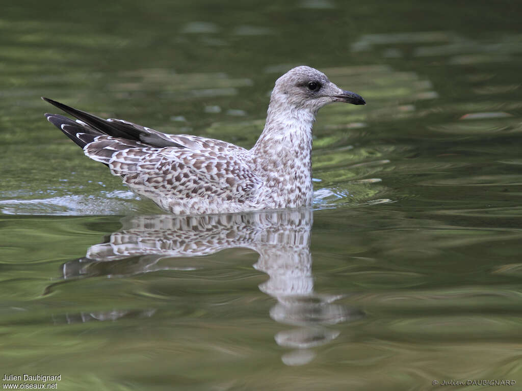 Ring-billed Gulljuvenile, pigmentation, swimming