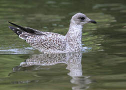 Ring-billed Gull