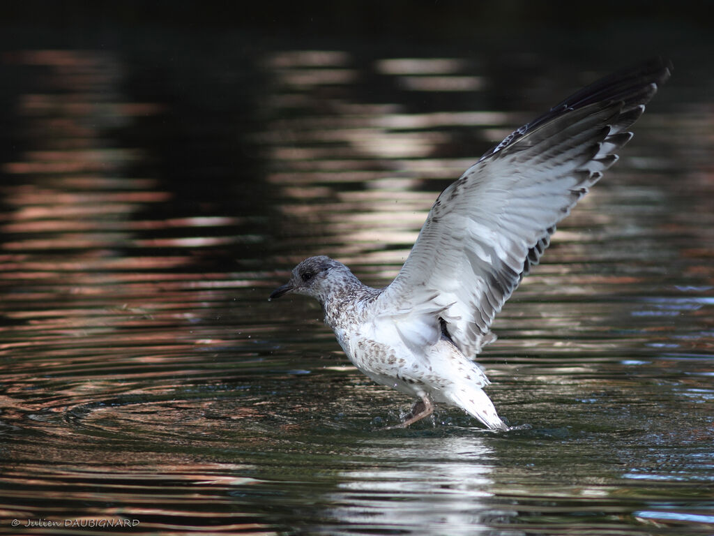 Ring-billed Gulljuvenile, identification