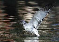 Ring-billed Gull