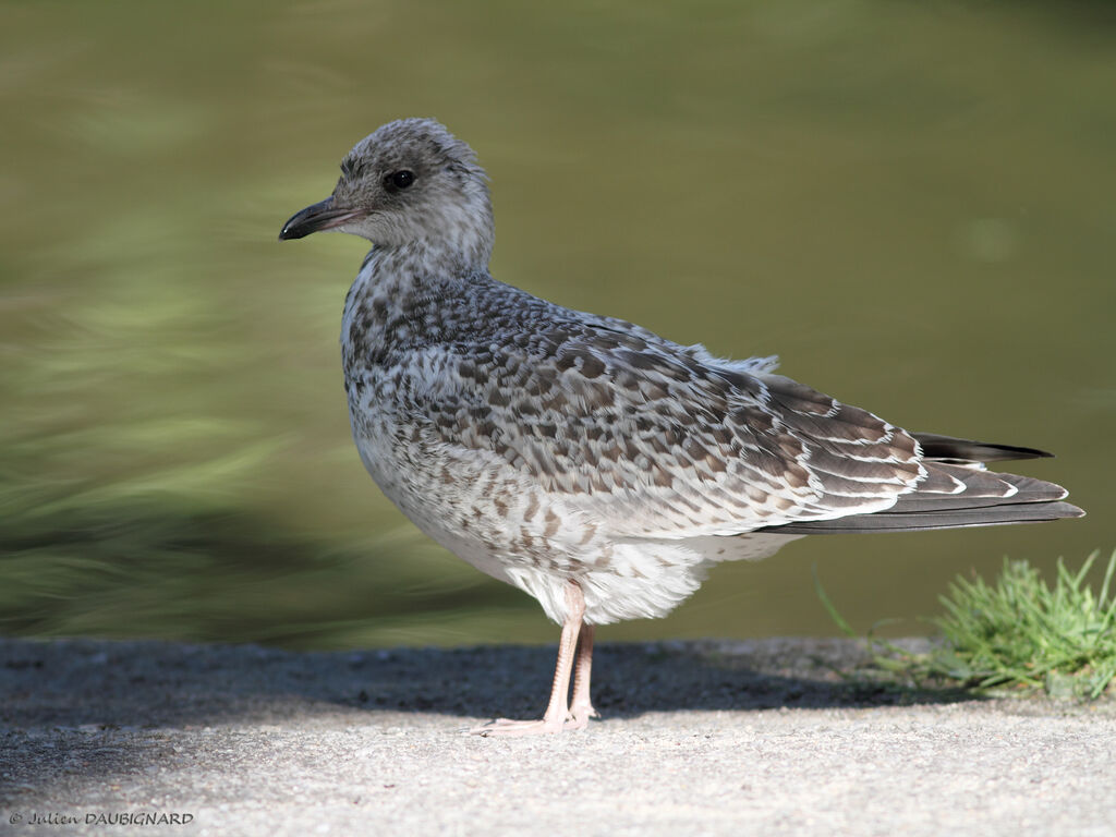 Ring-billed Gulljuvenile, identification