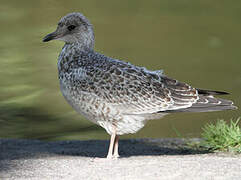 Ring-billed Gull