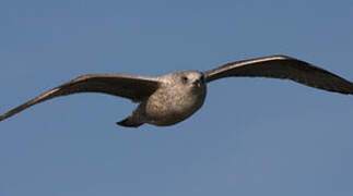 European Herring Gull