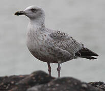 European Herring Gull