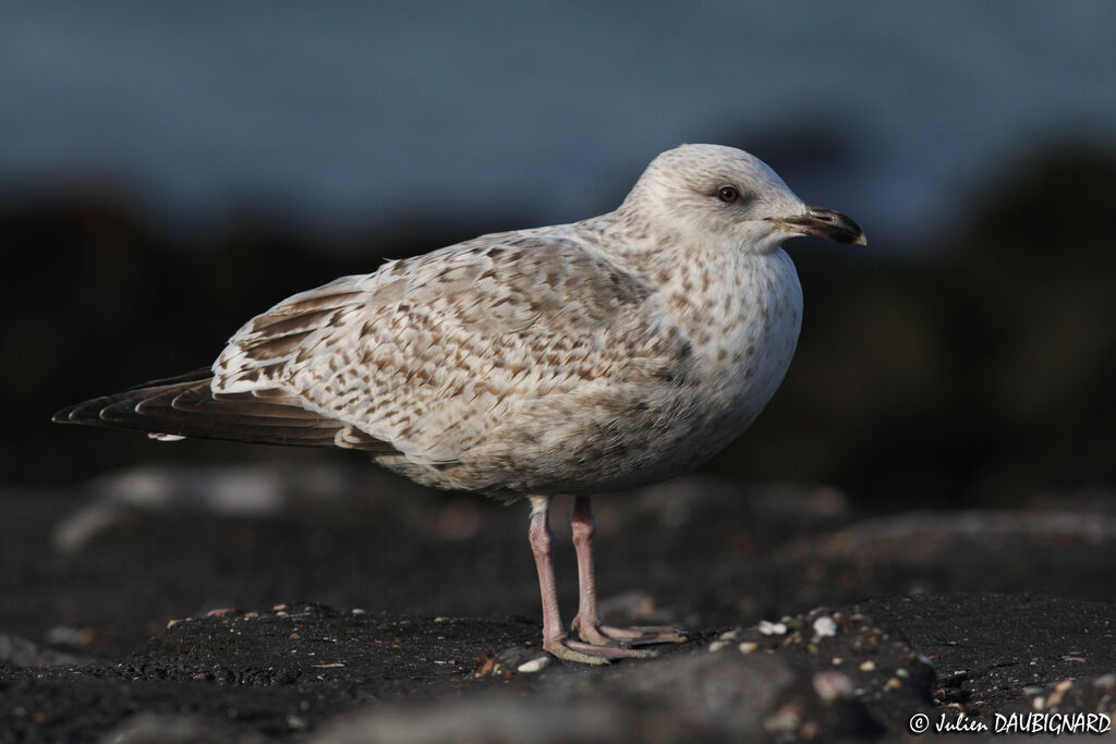 European Herring GullSecond year, identification