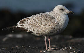 European Herring Gull