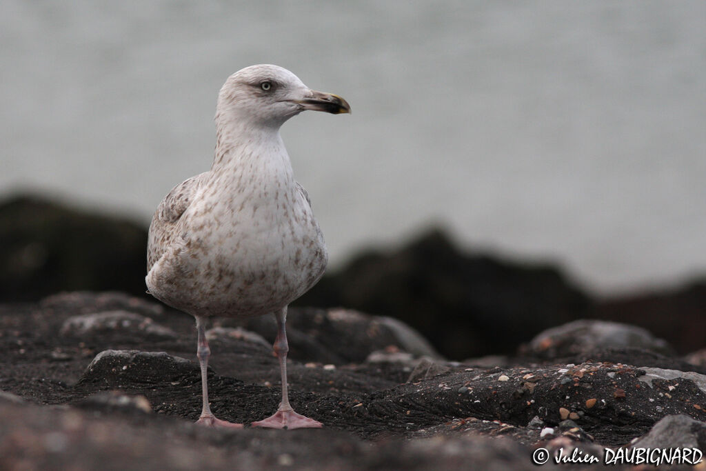 European Herring GullThird  year, identification