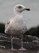 European Herring Gull