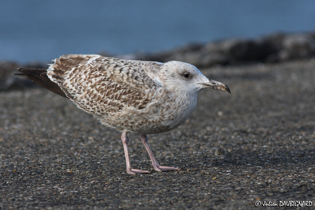 European Herring GullSecond year, identification