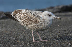 European Herring Gull