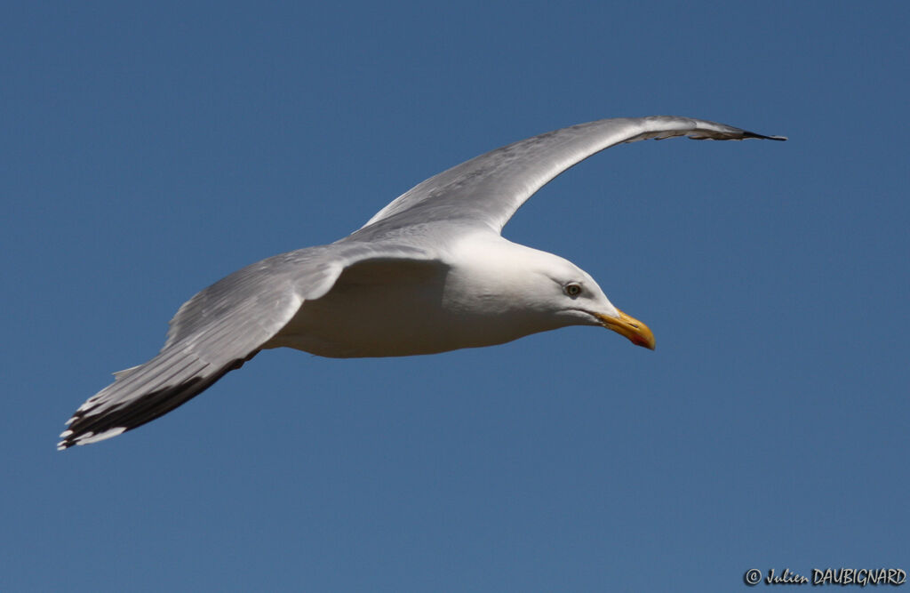 European Herring Gulladult, Flight