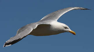 European Herring Gull