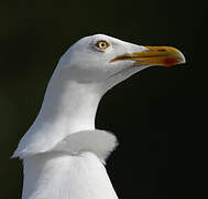 European Herring Gull