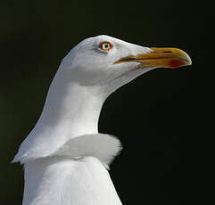 Goéland argenté