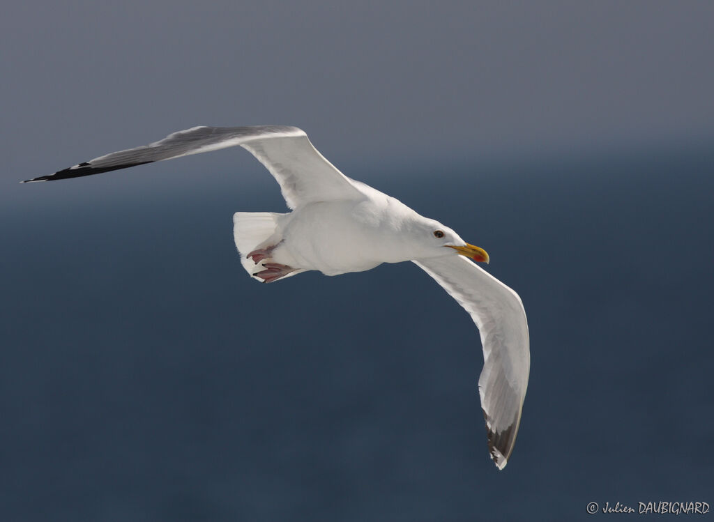 European Herring Gulladult, Flight