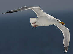 European Herring Gull