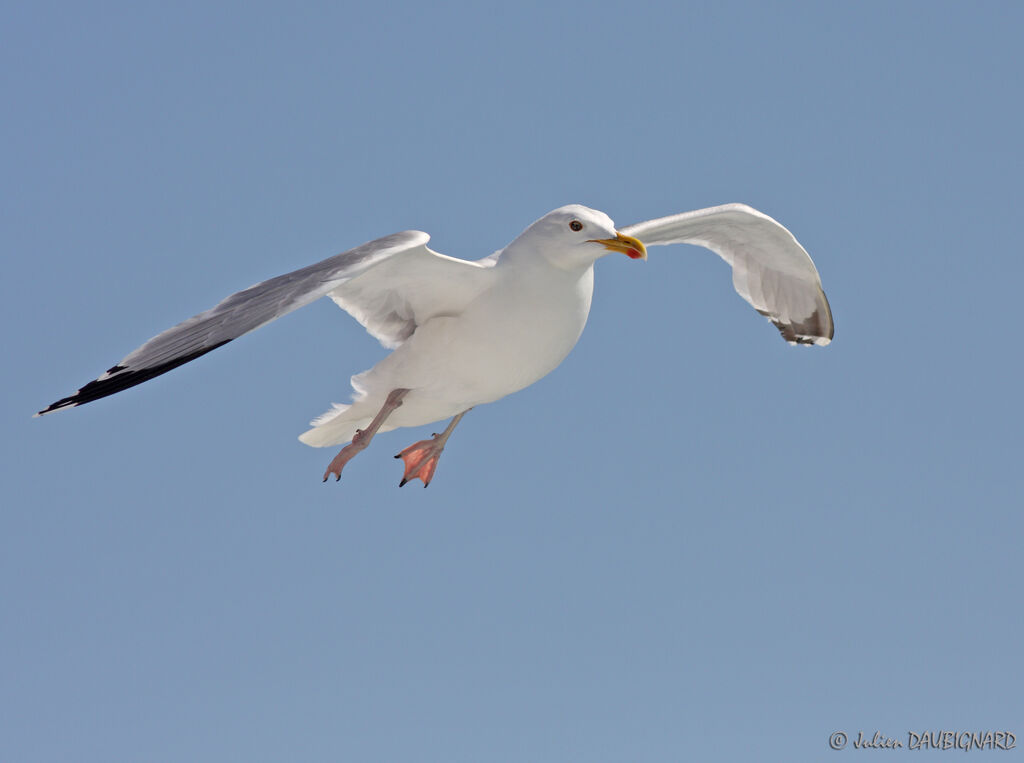 European Herring Gulladult, Flight