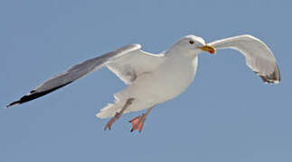 European Herring Gull