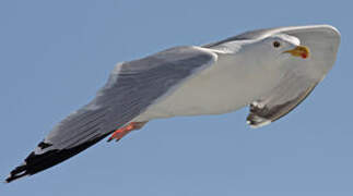 European Herring Gull