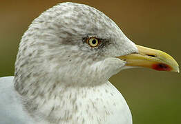 European Herring Gull