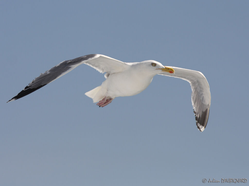 European Herring Gulladult, Flight