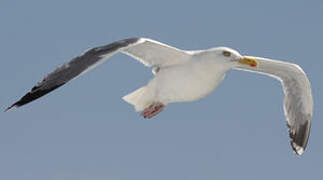 European Herring Gull