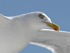 European Herring Gull