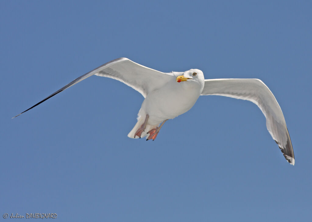 European Herring Gulladult, Flight