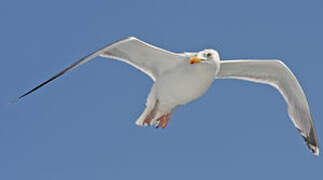 European Herring Gull