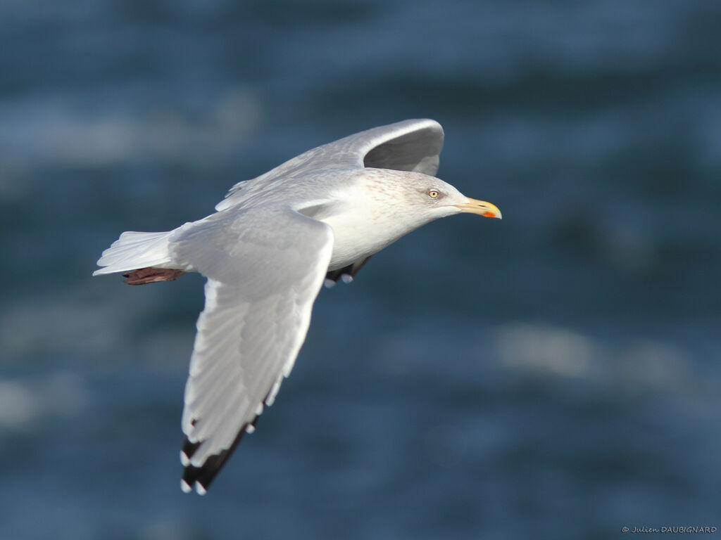 European Herring Gulladult, Flight