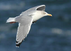 European Herring Gull