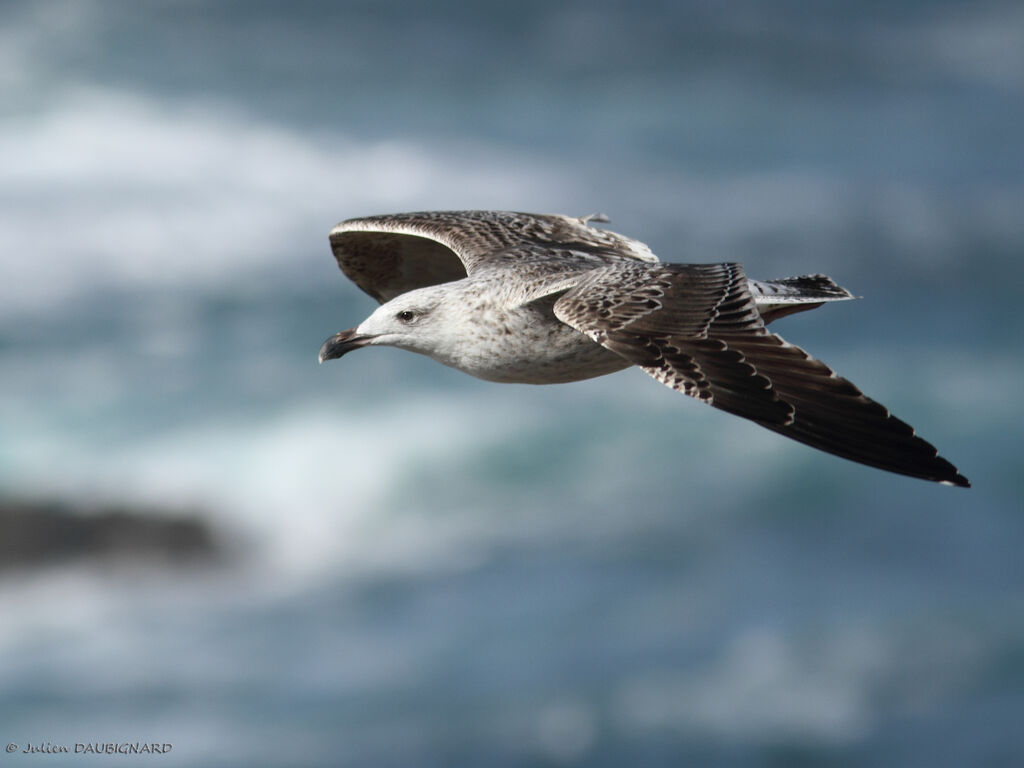 European Herring GullFirst year, Flight