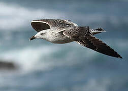 European Herring Gull