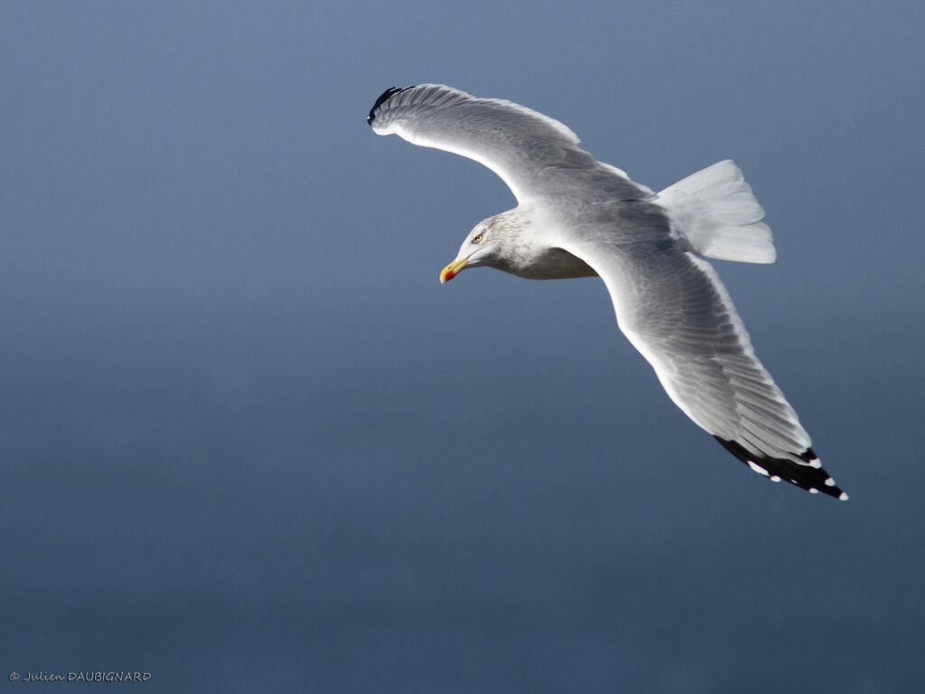 European Herring Gulladult, Flight