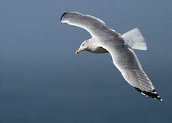 European Herring Gull