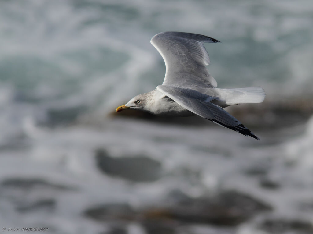 European Herring Gulladult, Flight