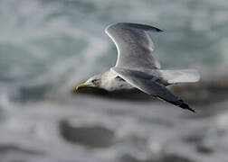 European Herring Gull