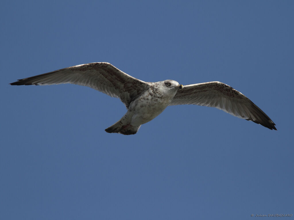 European Herring GullSecond year, Flight