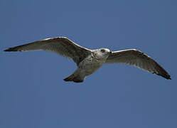 European Herring Gull