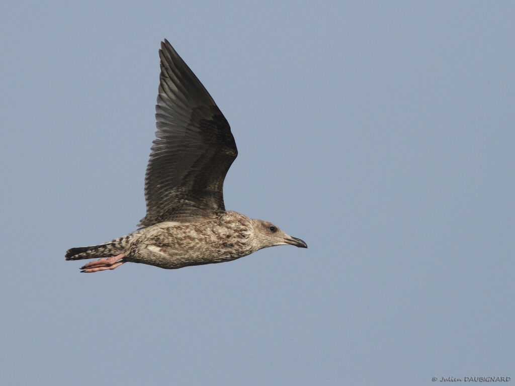 European Herring GullFirst year, Flight