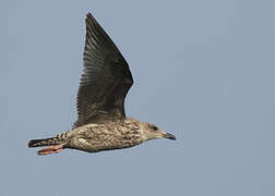 European Herring Gull