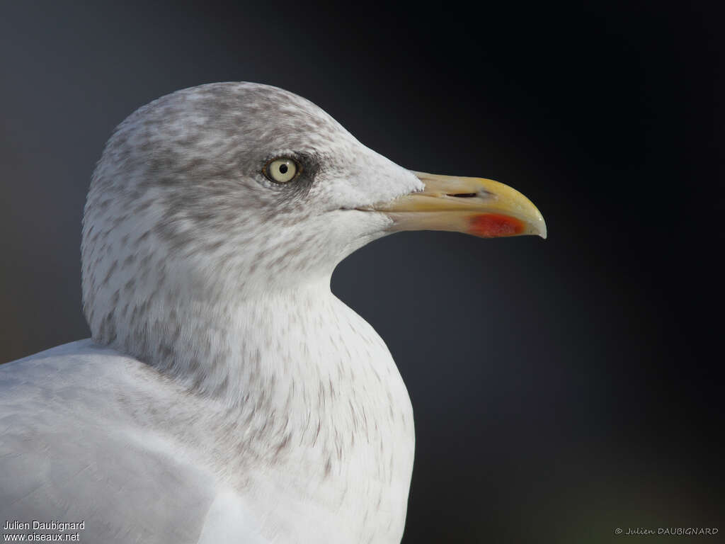 European Herring Gulladult post breeding, close-up portrait