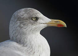 European Herring Gull