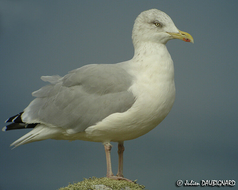 European Herring Gull