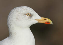 European Herring Gull