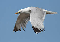 European Herring Gull