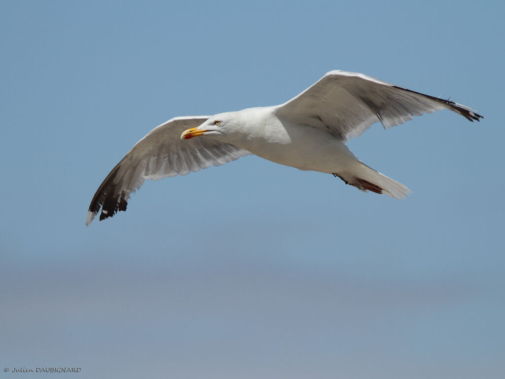 European Herring Gulladult, Flight